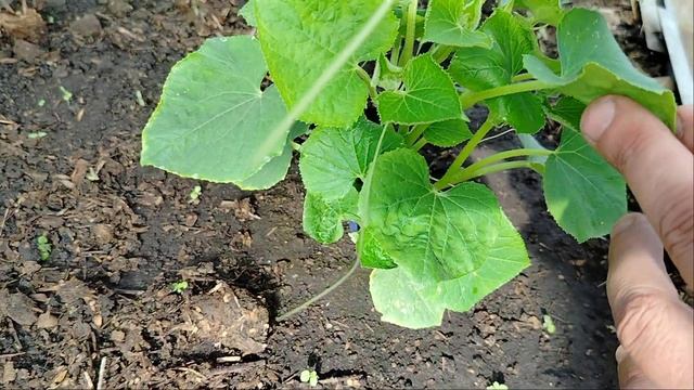 результат подкормок огурцов 🥒,супер рецепт смотреть онлайн