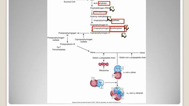Porphyrins and Hemoglobin смотреть онлайн