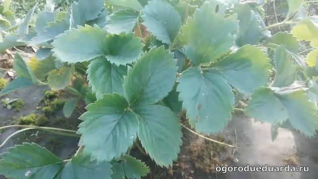 Нужно ли обрезать листья у кустов клубники осенью ? смотреть онлайн