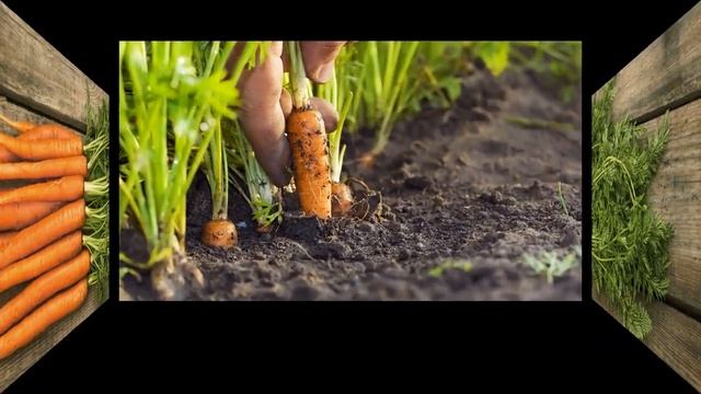 Havuç Vücudu Birçok Hastalıktan Korumaktadır смотреть онлайн