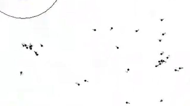 Коллективное движение особей в стае (моделирование) смотреть онлайн