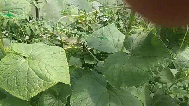 Огурцы в нашем парничке 08.06.2019 года#огурцы#огірки#парник#город#урожай#GreenhouseCucumbers# смотреть онлайн