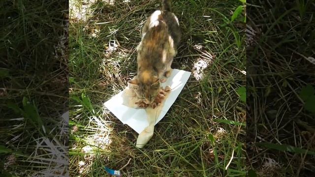 Куча котов по дороге и уже старая знакомая 🐈 с заброшки. смотреть онлайн