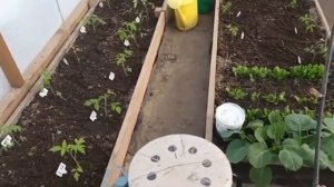 Сколько кустов томатов можно посадить  в те3х6?.mp4