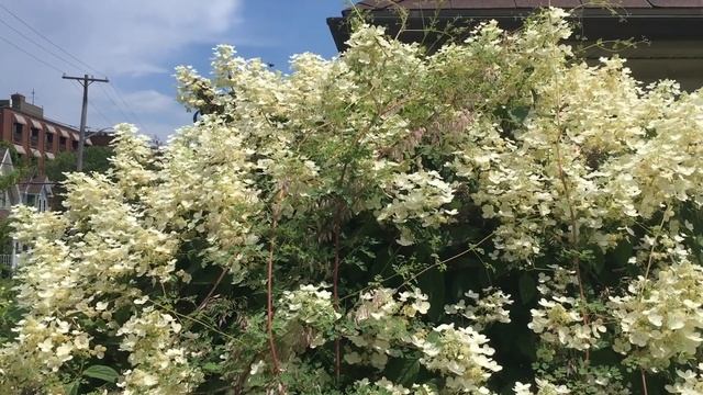 Insect friendly garden смотреть онлайн