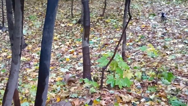 Белка спрятала орех, ворона нашла - The squirrel hid the nut, the crow found it смотреть онлайн