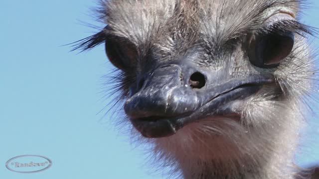 Зоопарк африканский страус . смотреть онлайн