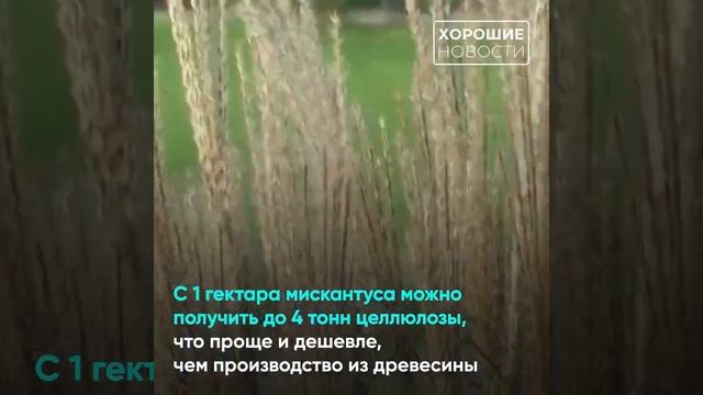 Мискантус для чего в России внедряют новую сельхозкультуру смотреть онлайн