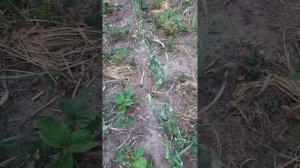 Реанимирую томаты после града.