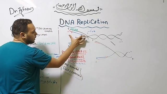 1- DNA Replication Dr. Ma7moud El7efnawy القصر العينى смотреть онлайн