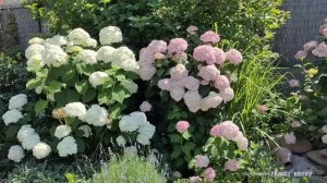 ЦВЕТЕНИЕ древовидных, крупнолистных ГОРТЕНЗИЙ 🌞 показываю СОРТА + СОВЕТЫ по уходу🌞3 июля.