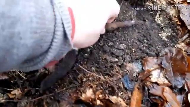 королевский лес часть 2 смотреть онлайн