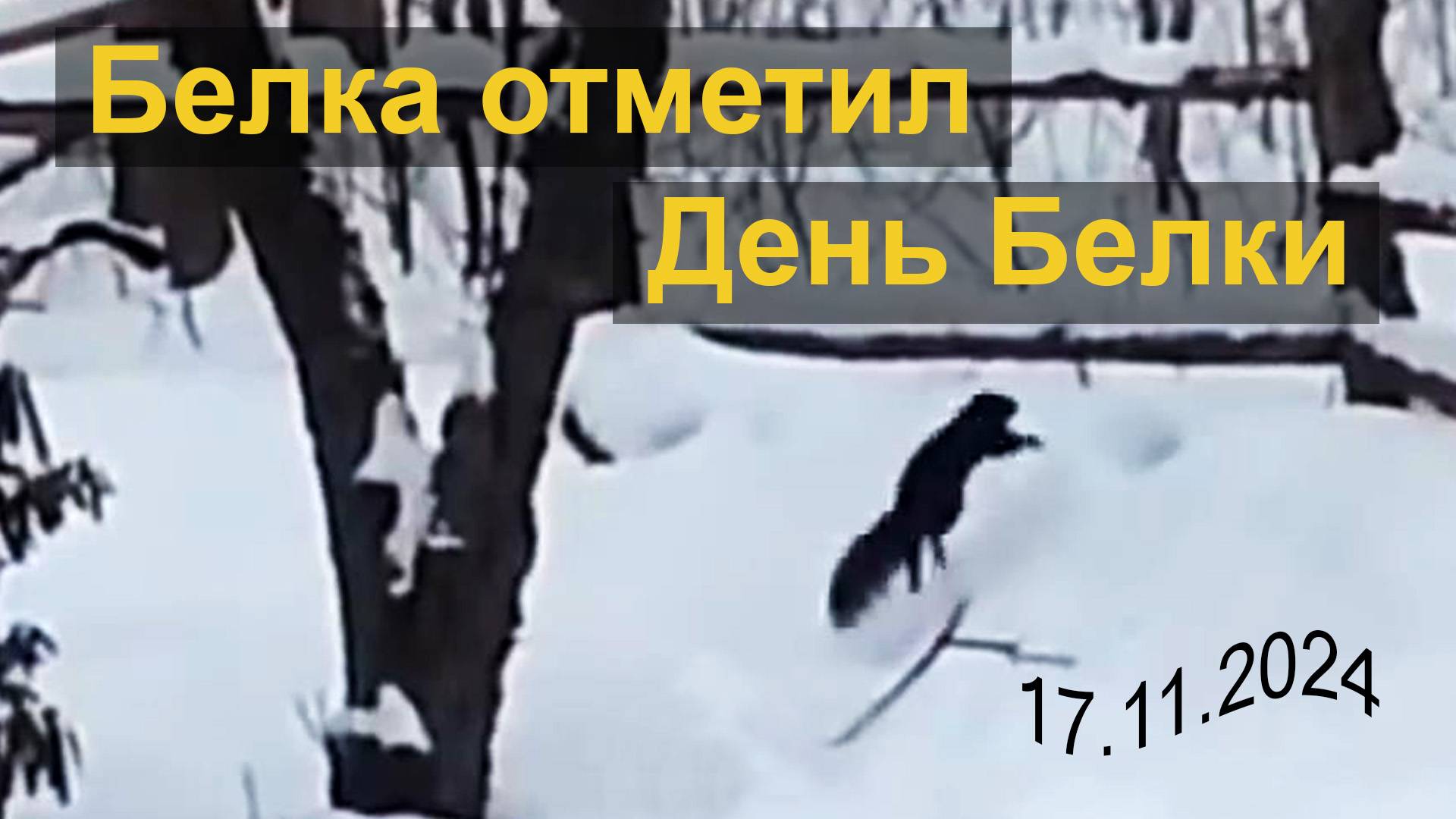 Белка отметил День Белки. 17.11.2024 смотреть онлайн