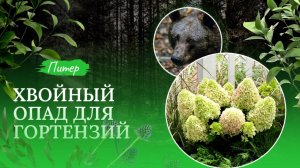 Хвойный опад для гортензий 🌿🌺