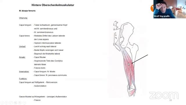 🔸funktionelle Anatomie / Krankheitsbilder / Trainingslehre смотреть онлайн