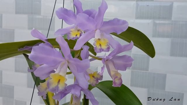 Hoa lan Cattleya blue смотреть онлайн