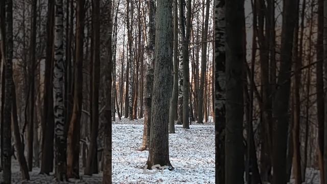 Белки носятся друг за другом по дереву как по серпантину. #белка #squirrel # смотреть онлайн