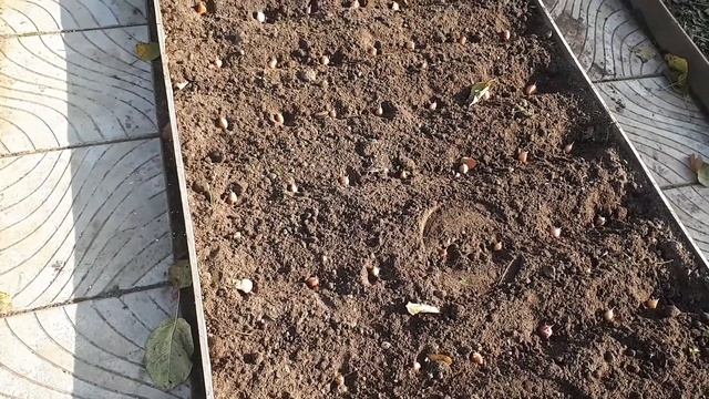 ПОСАДКА 🌱🌱🌱ЧЕСНОКА ОСЕНЬЮ ДЛЯ БОЛЬШОГО УРОЖАЯ ☝️🤩👍👍. смотреть онлайн