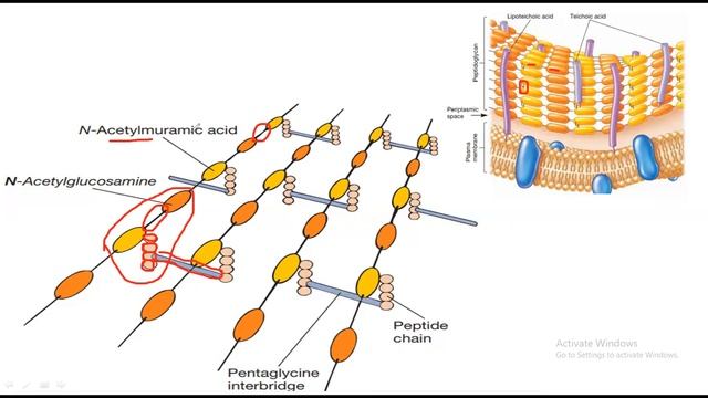 PEPTIDOGLYCAN (Structure) | Detailed & Conceptional Explanations | Clear Diagrams смотреть онлайн