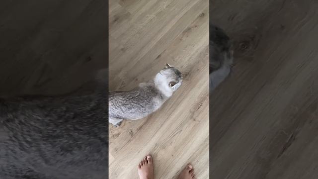 Болтливый Лёлик 🗣 смотреть онлайн
