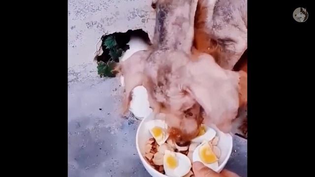 Rescued homeless dogs that had been wandering for 2 years in a landfill смотреть онлайн