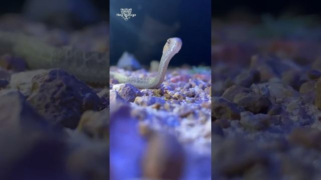 O dia que eu encontrei uma Jararaca-falsa🐍 смотреть онлайн