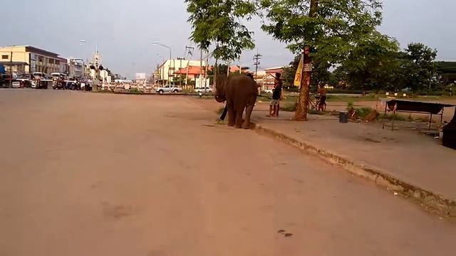 Слоны в Тайланде гуляющие на улицах / Elephants in Thailand walking in the streets смотреть онлайн