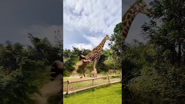 Жирав против прайда смотреть онлайн