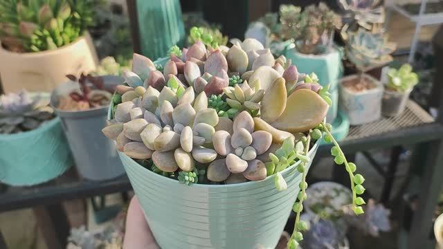 Пересадка суккулентов! Композиция в пастельных тонах! смотреть онлайн