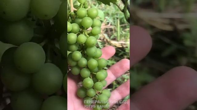 Виноград зреет на глазах! Грозди быстро укрупняют. Даю 1ст. л. под корень в Августе! смотреть онлайн
