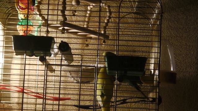 Белка и Яша-2ой сидит в клетке и греются 💡 лампа смотреть онлайн