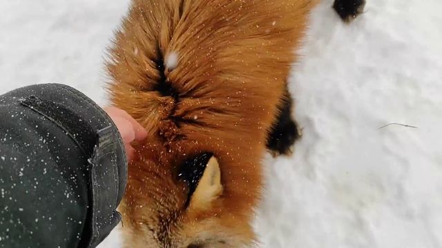 Лисы из Новолисья. Жадина. Лиса Веснушка наваляла всем. смотреть онлайн