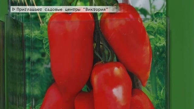 Время местное Эфир: 15-01-2021 - Приглашают садовые центры "Виктория" смотреть онлайн