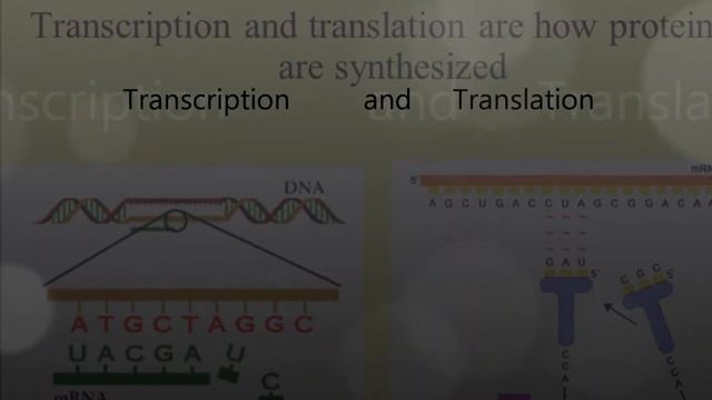 The Cell Will Survive (Protein Synthesis Song) смотреть онлайн