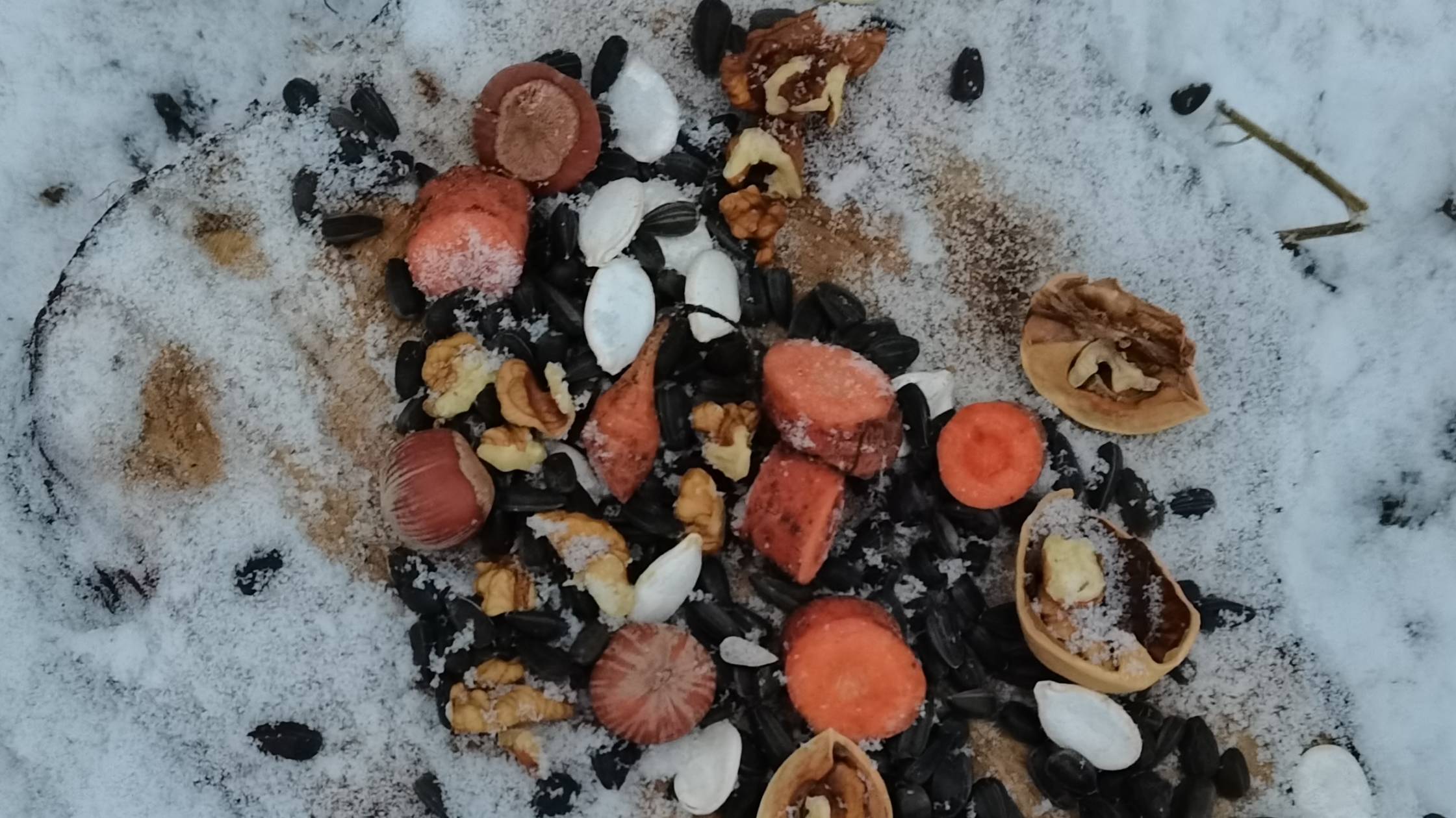 Белочки и синички на пенёчке #пениептиц #покормибелку ❤ 🐿️