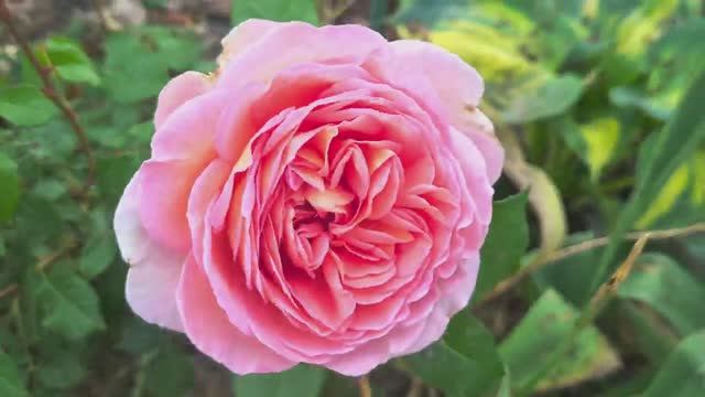 #Розы, начало цветения в Ленинградской области 19 июня 24г.🌹Пруд с Нимфеями.🪷 смотреть онлайн