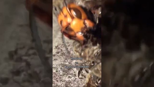 Эти медоносные пчёлы отважно защищают свой улей от гигантского северного шершня смотреть онлайн