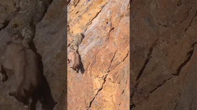 Удачный побег смотреть онлайн