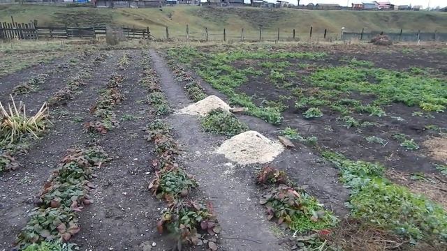 Похолодало переселился, укрыл растения стружка помогла смотреть онлайн