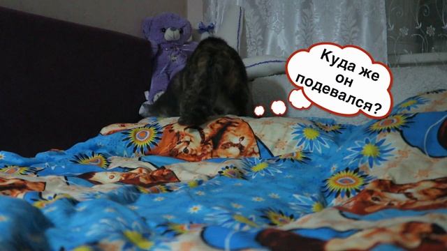 Мои КОШКИ / БЕЛКА и МЯУЧКА / 2017 смотреть онлайн