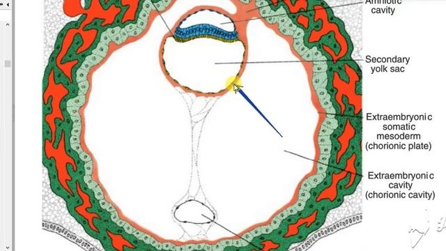 Extraembryonic mesoderm 4 смотреть онлайн