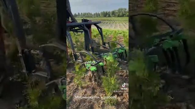Прополка туи брабант смотреть онлайн