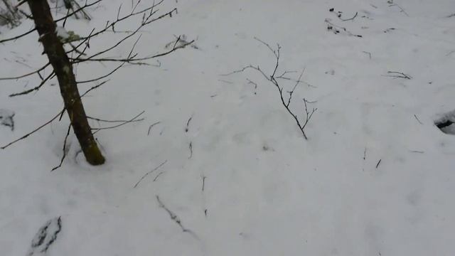 Следы рыси и куницы! На прогулке со Шкодой! смотреть онлайн