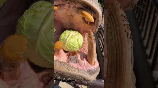 Бегемот...Это так мило смотреть онлайн