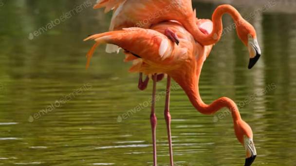 Розовый фламинго. Спаривание фламинго. смотреть онлайн