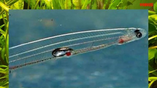 Прозрачная аквариумная рыбка Сундаланс Sundasalanx microps