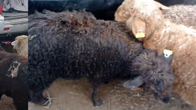 Талдықорған мал базары 29.05.2022 қой 🐑, ешкі 🐐#малбазар2022 #талдыкорган смотреть онлайн