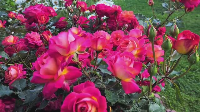 Цветение роз моего сада в Ленинградской области, сезон 2023!🌹 Теплые воспоминания о лете. смотреть онлайн