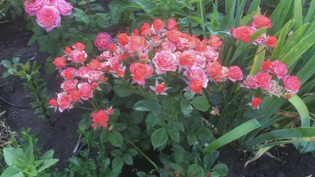 Роза Алегрия (Alegria)