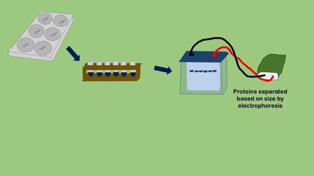 Western Blotting Basics